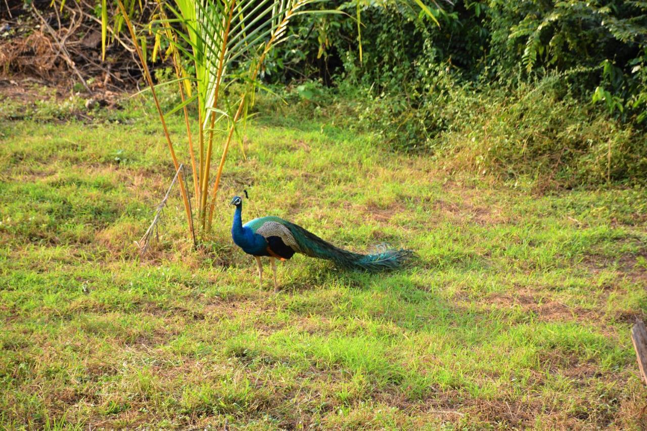 Ashansa Lagoon Resort Tangalle Bagian luar foto
